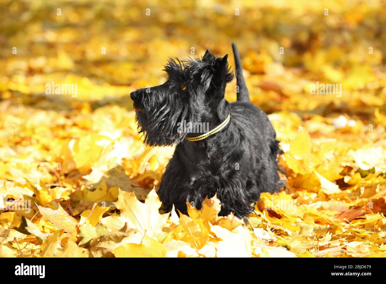 Divertente scotch terrier in bellissimo parco autunnale in giornata di sole Foto Stock