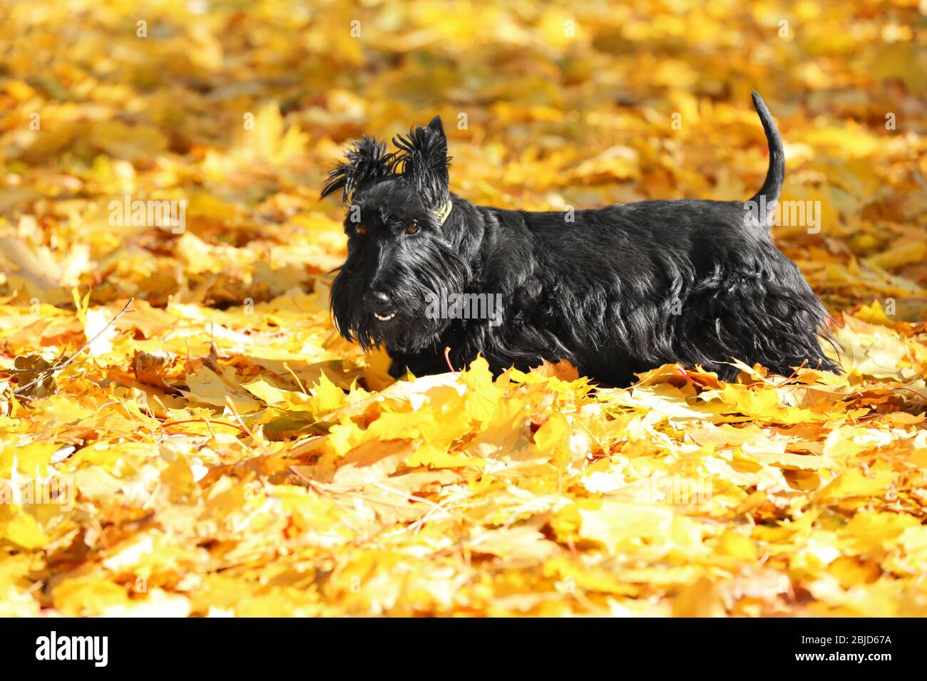 Divertente scotch terrier in bellissimo parco autunnale in giornata di sole Foto Stock