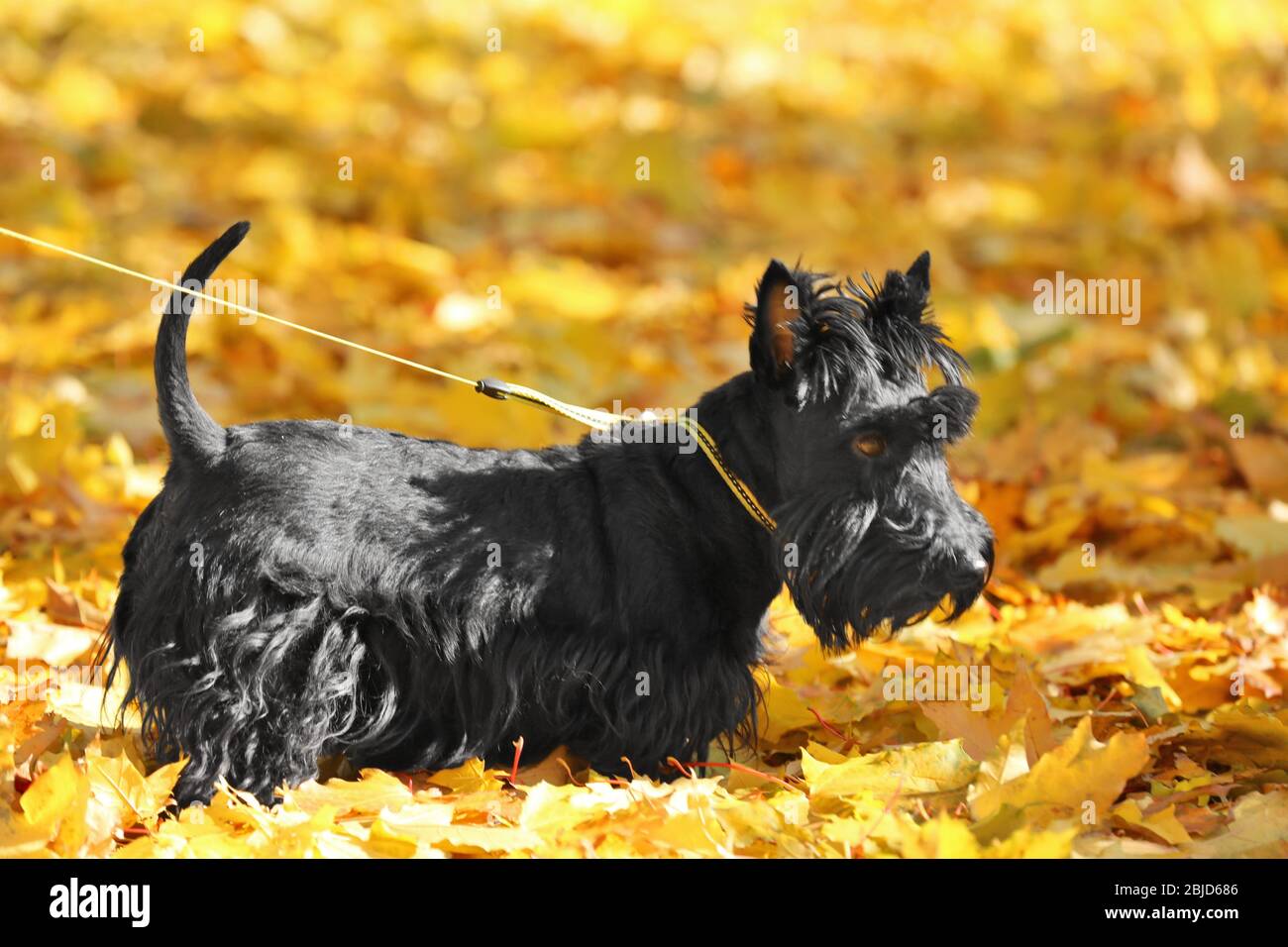 Divertente scotch terrier in bellissimo parco autunnale in giornata di sole Foto Stock