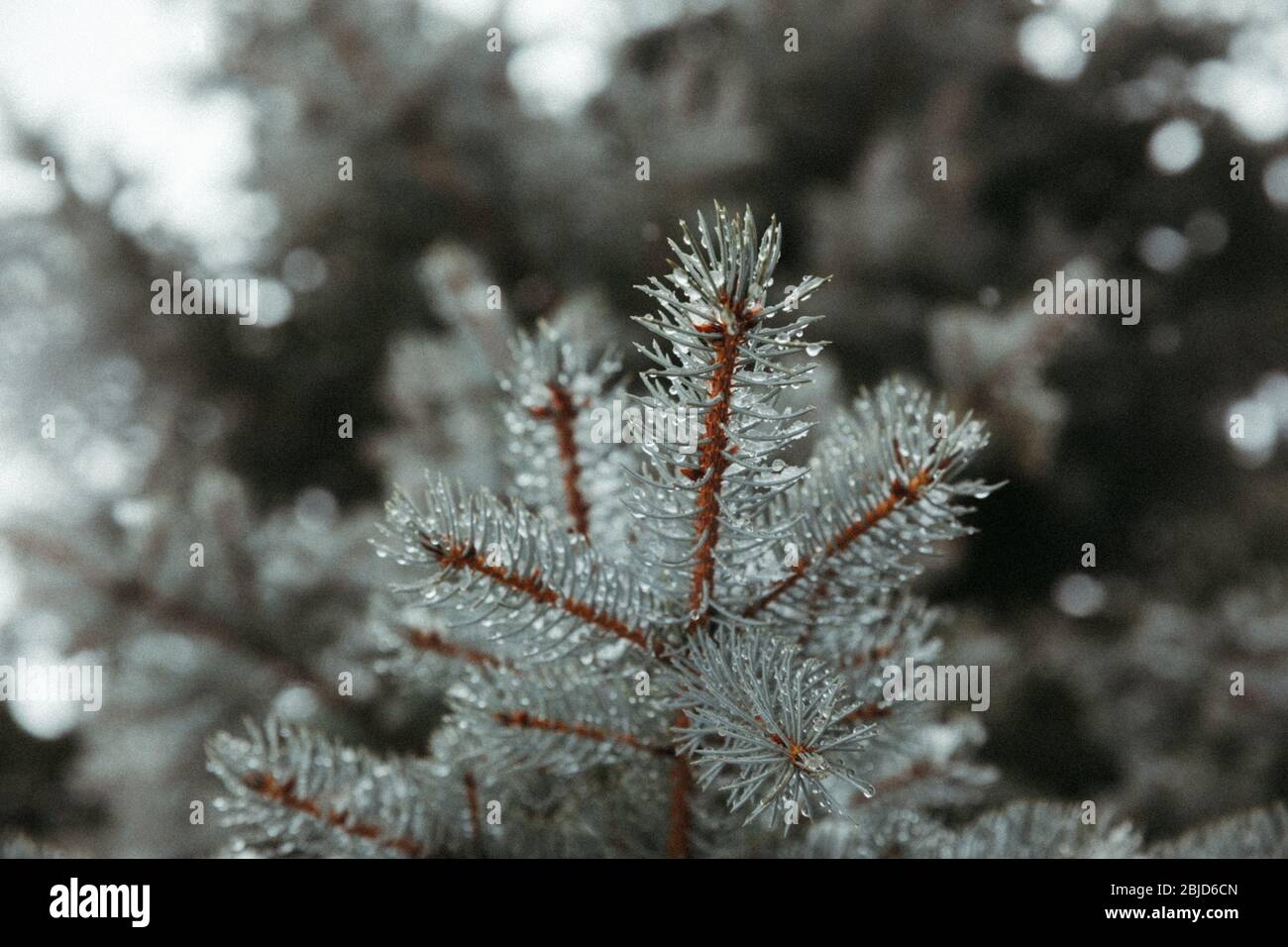 aghi blu di abete bagnati e nevosi su rami arancioni in inverno Foto Stock