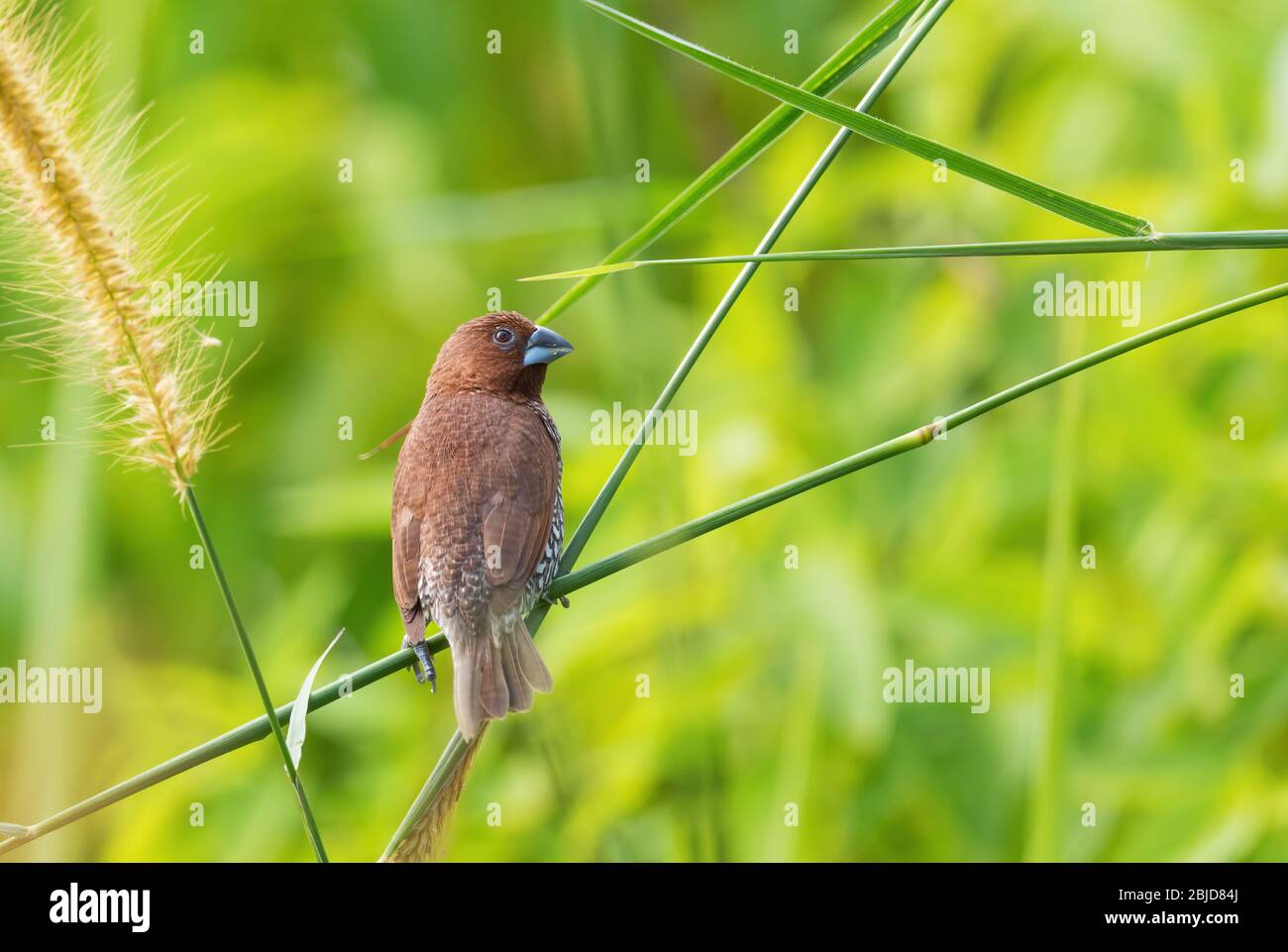 Muni scottata - Lonchura puntulata, bel piccolo uccello bruno che percola dalle foreste e dai boschi del Sud-Est Asiatico, Pangkor, Malesia. Foto Stock