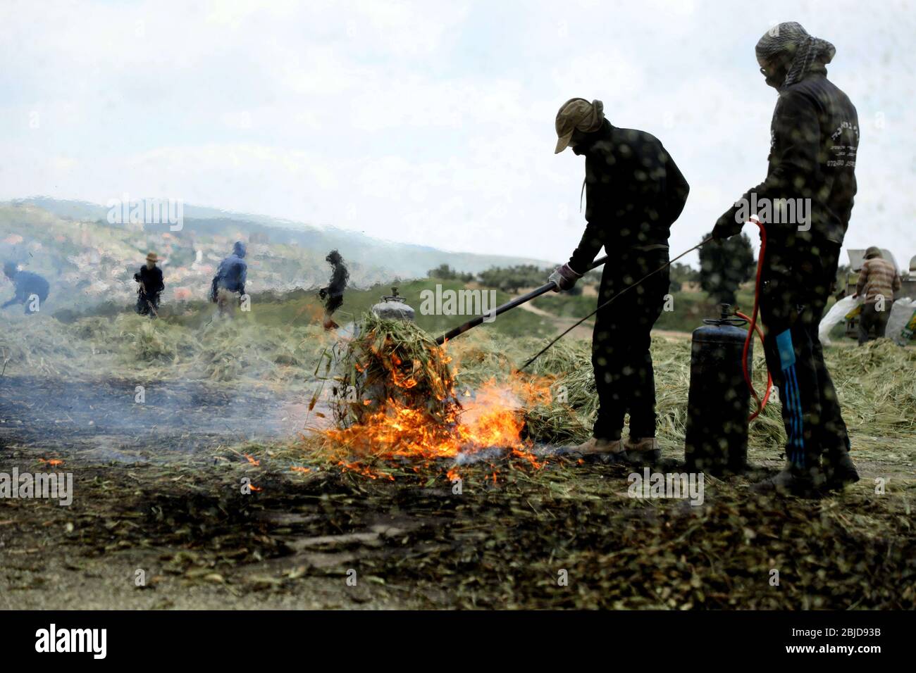 29 aprile 2020: Jenin, Palestina. 29 aprile 2020. Gli agricoltori raccolgono mucchi di grano e li bruciano per produrre Freekeh nel villaggio di Ajjah, a sud di Jenin. Mentre la buccia bruciata viene poi spogliata via, i giovani e verdi chicchi di grano ottengono un sapore fumoso e nutoso. Freekeh, che è un alimento di base palestinese, si ritiene che sia stato coltivato nella regione per oltre quattro millenni. Il suo consumo si sta diffondendo rapidamente anche in diversi paesi al di fuori del Medio Oriente a causa dell'interesse crescente nei cereali antichi nutritivi (Credit Image: © Mohammed Turabi/IMAGESLIVE via FILO ZUMA) Foto Stock