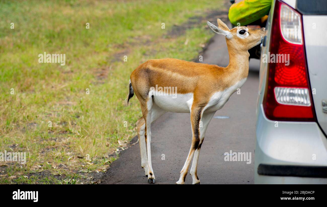 Nero femmina (Antilope cervicapra) su strada Foto Stock