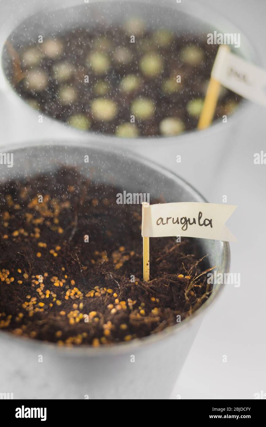 aragola semina in un concetto di fila. giardinaggio. hobby. quarantena. Crescere casa micro verdi Foto Stock
