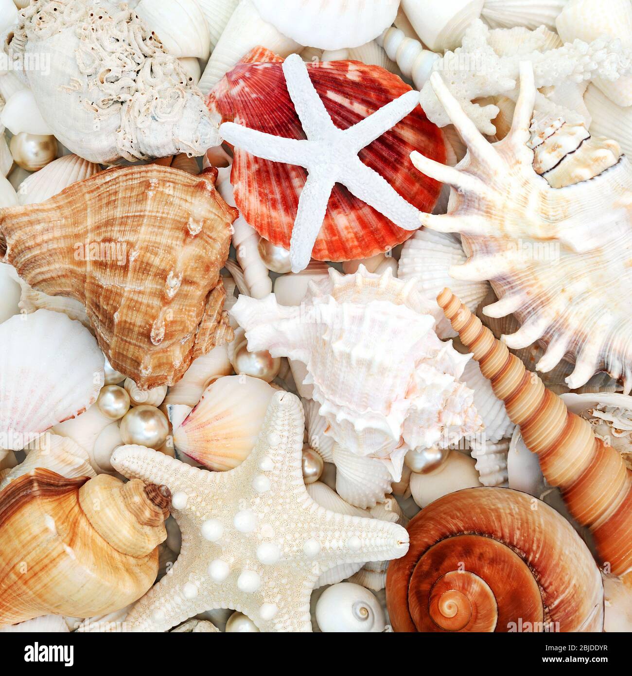 Composizione Astratta Di Fondo Di Conchiglia Con Stelle Marine Conchiglie Conchiglie Coralli E Perle Di Ostriche Vista Dall Alto Foto Stock Alamy