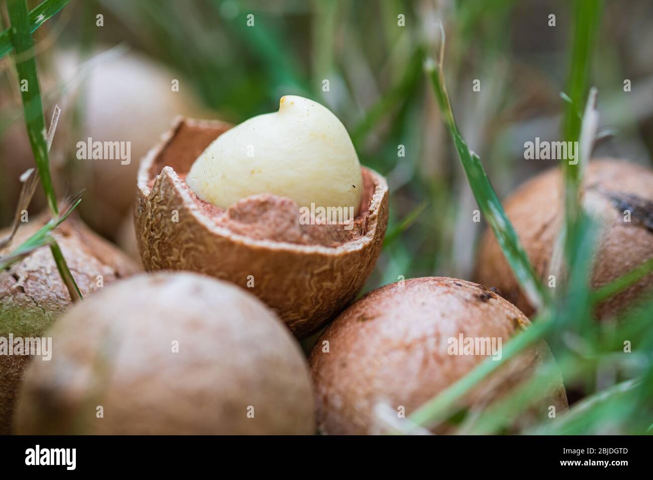 Macadamia noci seme crudo in erba primo piano macro fotografia Foto Stock