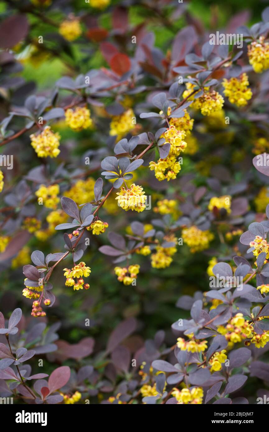 Berberis thunbergii fioritura in primavera. Foto Stock