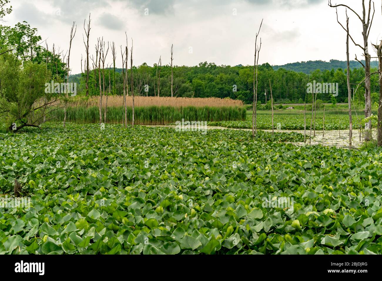 Una palude nel Parco Nazionale di Cuyahoga fuori Cleveland, Ohio Foto Stock