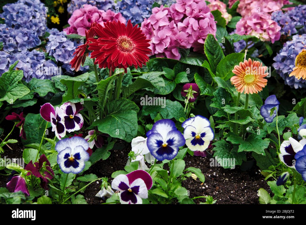 Piante e fiori fioriscono all'interno di un giardino d'inverno, Toronto, Ontario, Canada Foto Stock