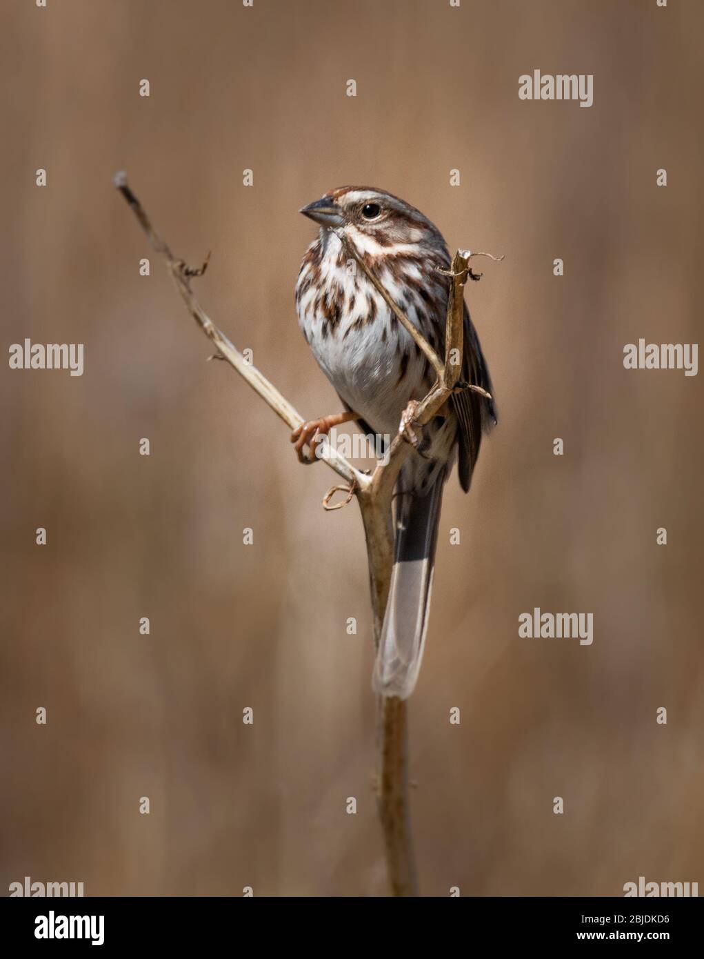 Un passero di canzone tiene su una pianta sottile contro uno sfondo naturale marrone sfocato Foto Stock
