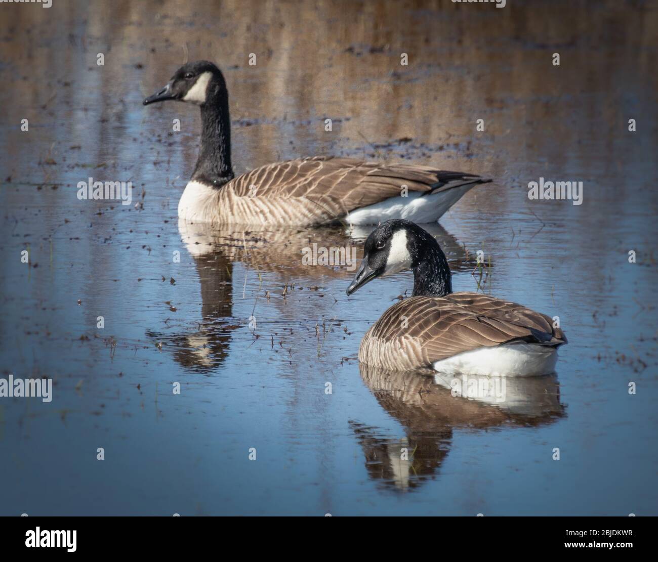 Due oche canadesi e le loro riflessioni pagaiano tranquillamente in uno stagno nella Pennsylvania orientale Foto Stock