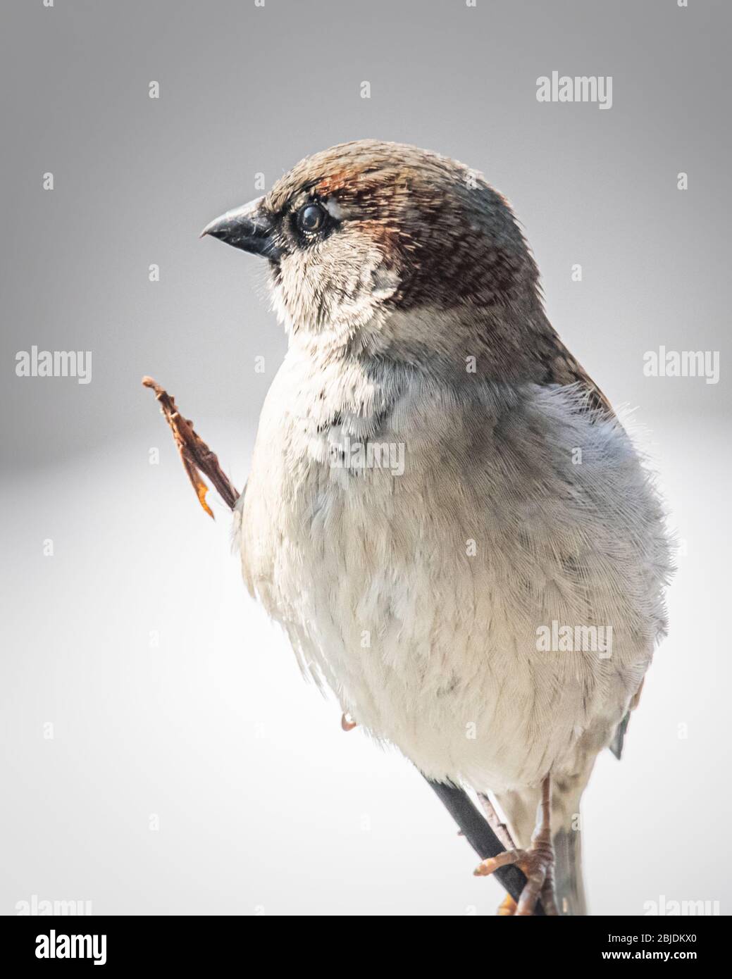 Un passero poggia su una pianta snella che guarda attraverso un campo in inverno Foto Stock