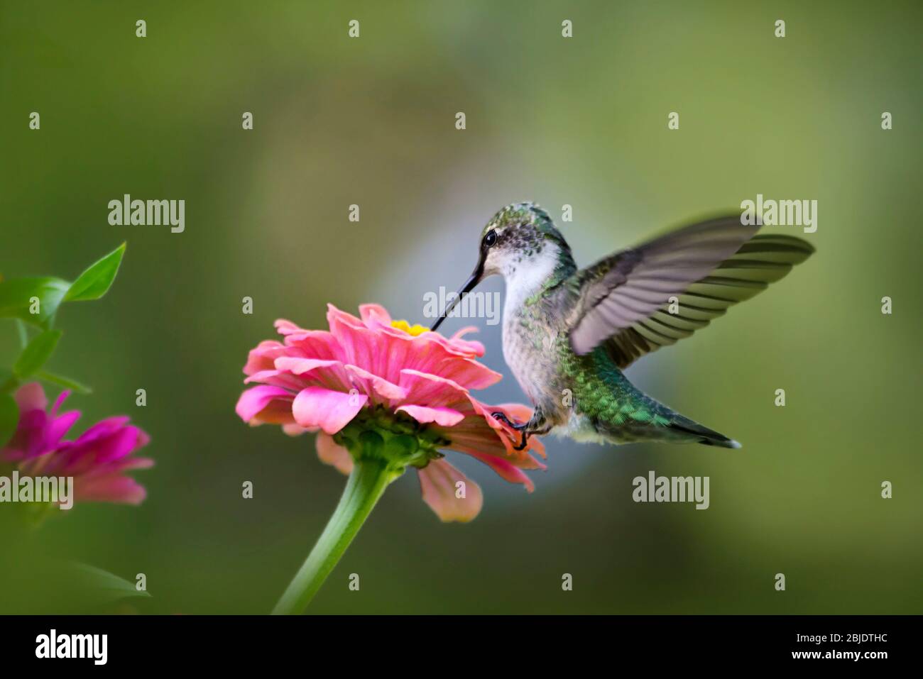 Hummingbird con gola di rubino su Zinnia Flower Foto Stock