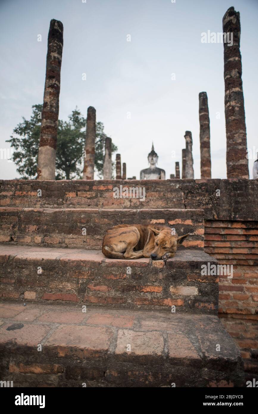 Cane da strada al tempio di Wat Mahatat , Sukhothai Historical Park, Sukhothai, Thailandia. Foto Stock