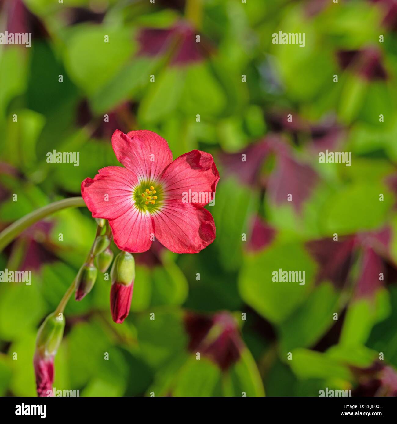 Fioritura Lucky Clover, oxalis tetraphylla Foto Stock