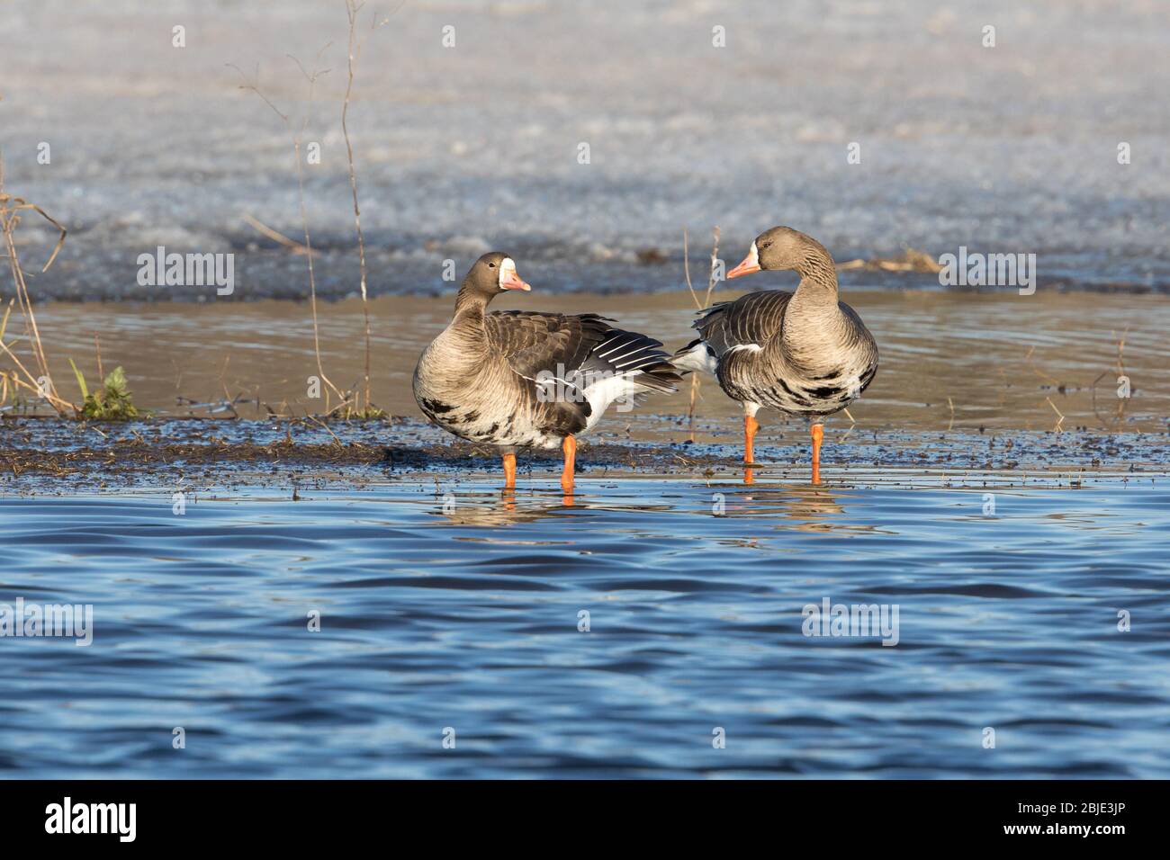 Coppia di Oce bianche o con speckle Belly Foto Stock