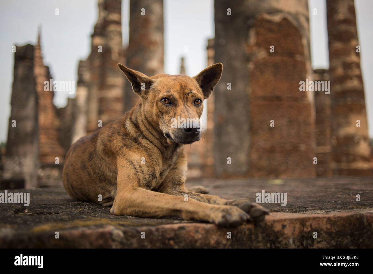 Cane da strada al tempio di Wat Mahatat , Sukhothai Historical Park, Sukhothai, Thailandia. Foto Stock