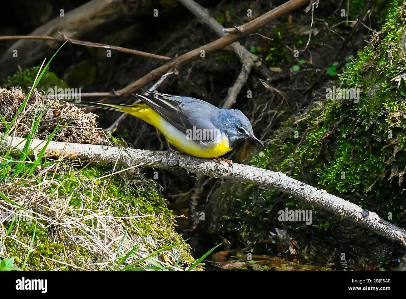 Bridport, Dorset, Regno Unito. 29 aprile 2020. Meteo Regno Unito. Un Gray Wagtail seduto su un ramo vicino alla riva del fiume Asker a Bridport a Dorset in un pomeriggio di sole frizzante. Credito immagine: Graham Hunt/Alamy Live News Foto Stock