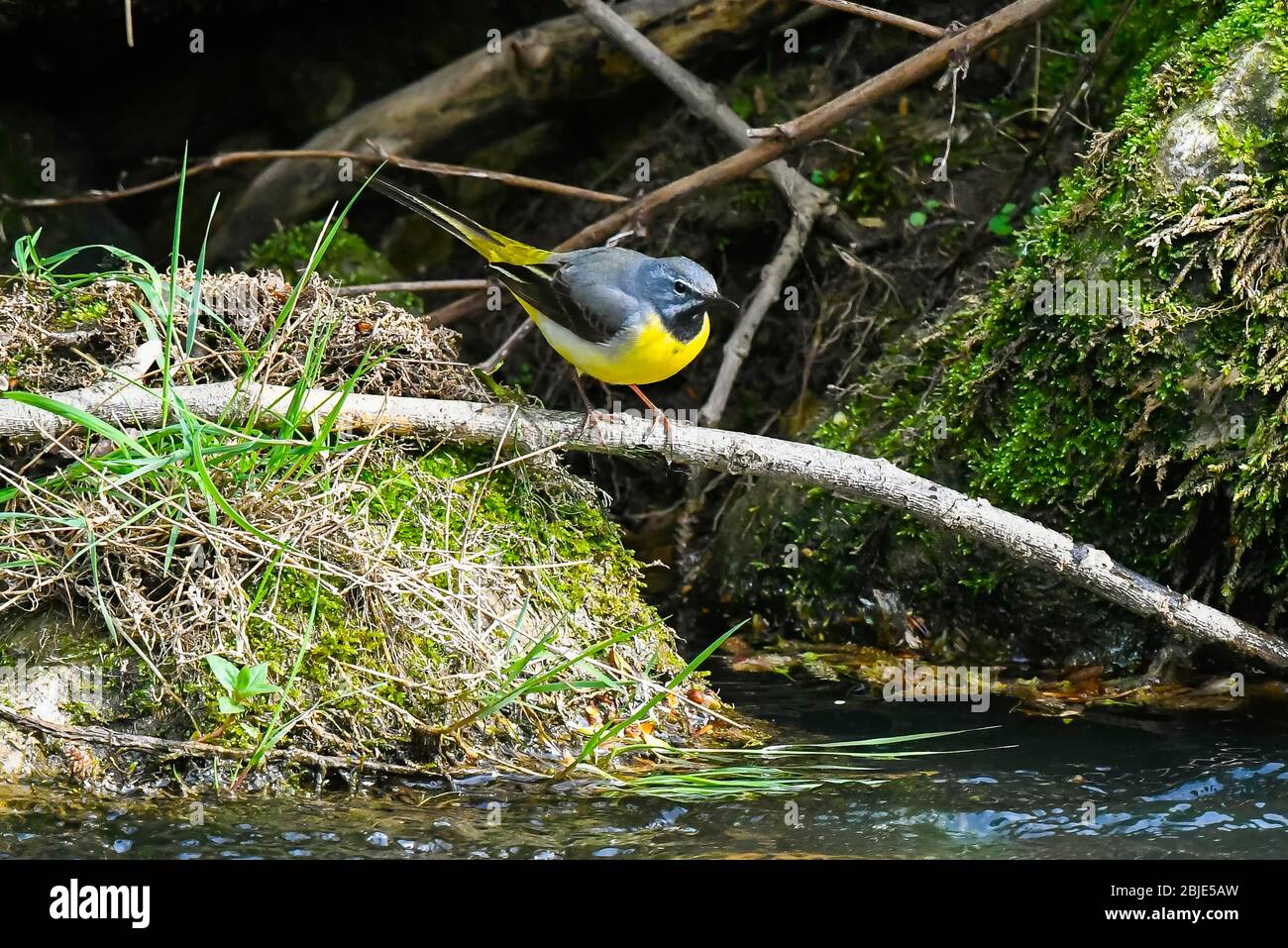 Bridport, Dorset, Regno Unito. 29 aprile 2020. Meteo Regno Unito. Un Gray Wagtail seduto su un ramo vicino alla riva del fiume Asker a Bridport a Dorset in un pomeriggio di sole frizzante. Credito immagine: Graham Hunt/Alamy Live News Foto Stock