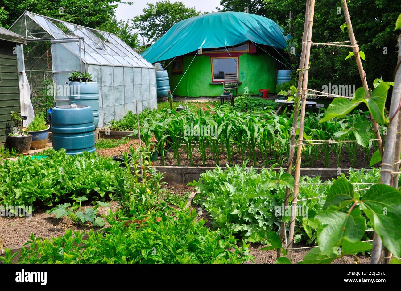 Un giardino ben fornito di verdure che cresce intorno ad una dimora di bender vicino Penzance in Cornovaglia. REGNO UNITO Foto Stock