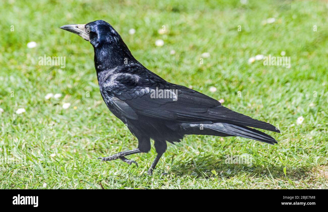 Il Rook, Corvus frugilegus, in un giardino posteriore nel mese di aprile, primavera. Un grande membro della famiglia corvo è facilmente identificabile dal suo becco bianco Foto Stock