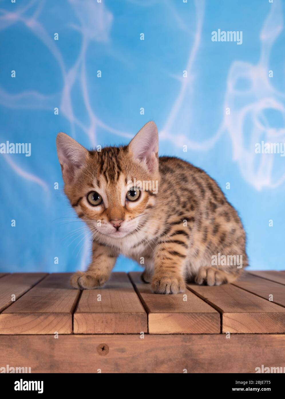 gattino bengala sfondo blu acqua con pavimento in legno marrone macchiato tabby Foto Stock