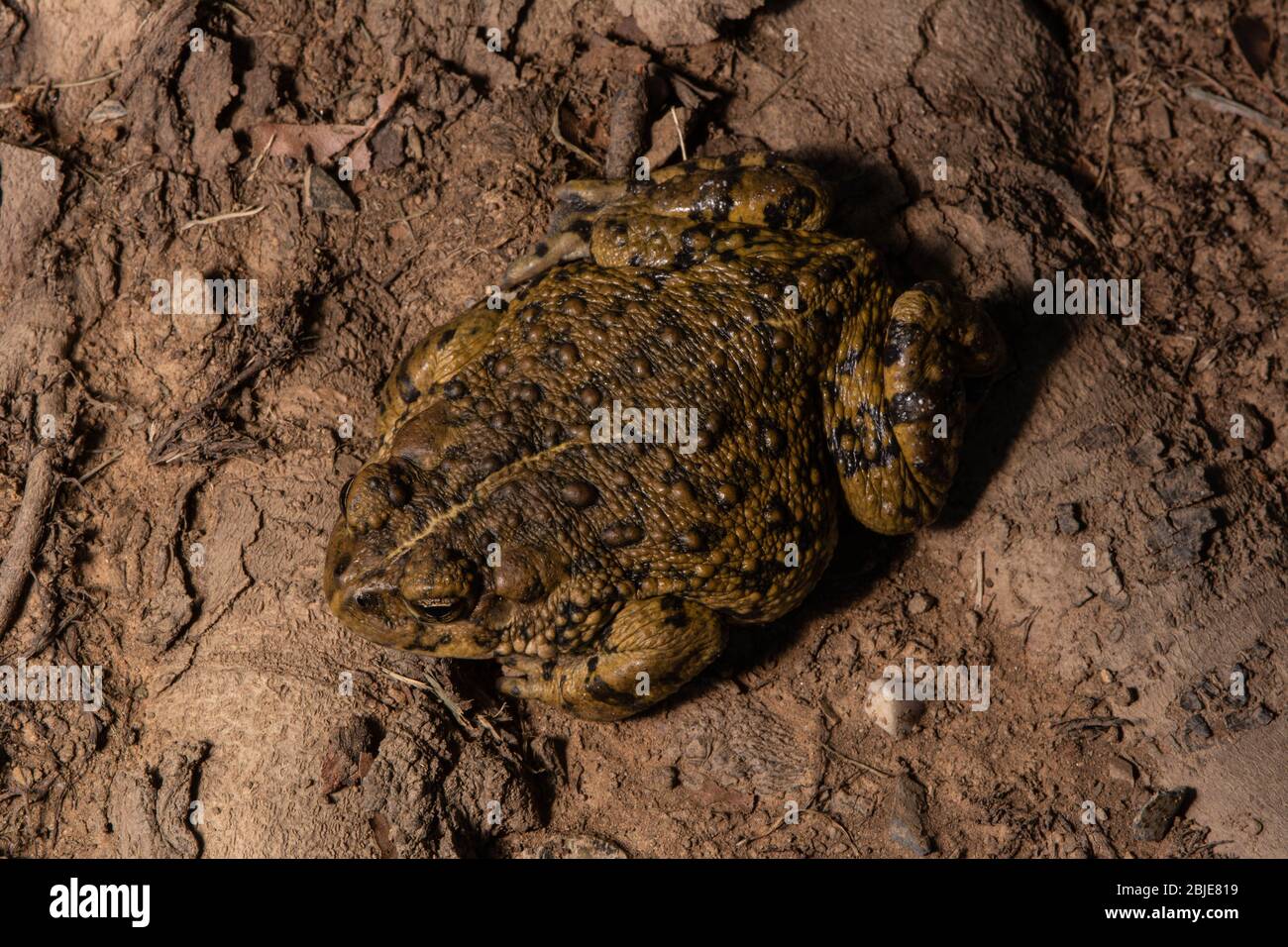 California Toad (Anaxyrus boreas halophilus) dalla Contea di Sacramento, California, Stati Uniti. Foto Stock