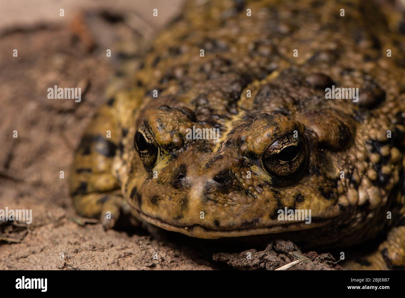 California Toad (Anaxyrus boreas halophilus) dalla Contea di Sacramento, California, Stati Uniti. Foto Stock