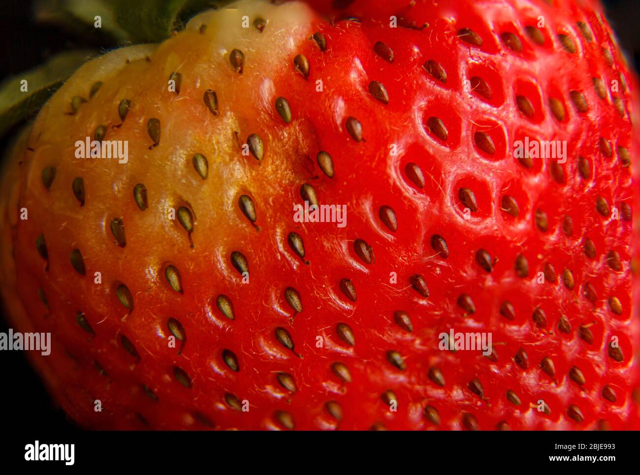 Immagine macro di una fragola rossa fresca Foto Stock