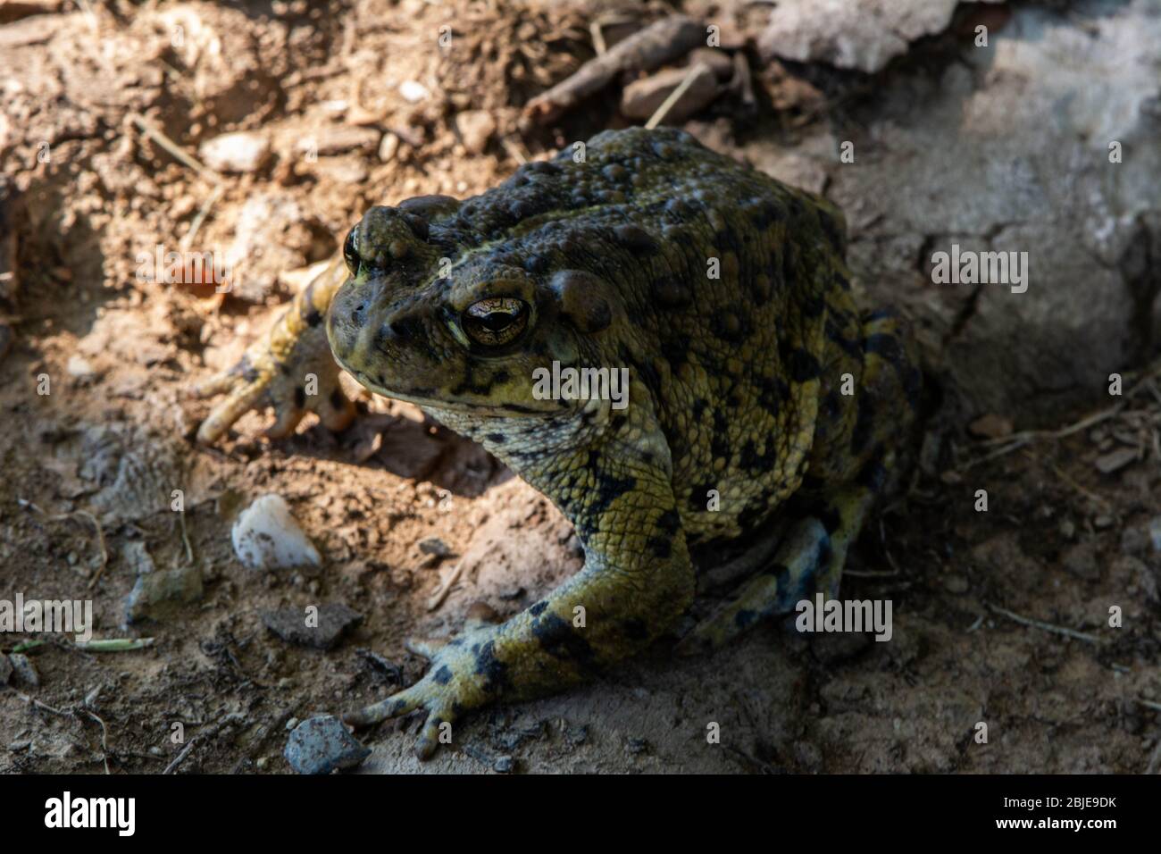 California Toad (Anaxyrus boreas halophilus) dalla Contea di Sacramento, California, Stati Uniti. Foto Stock