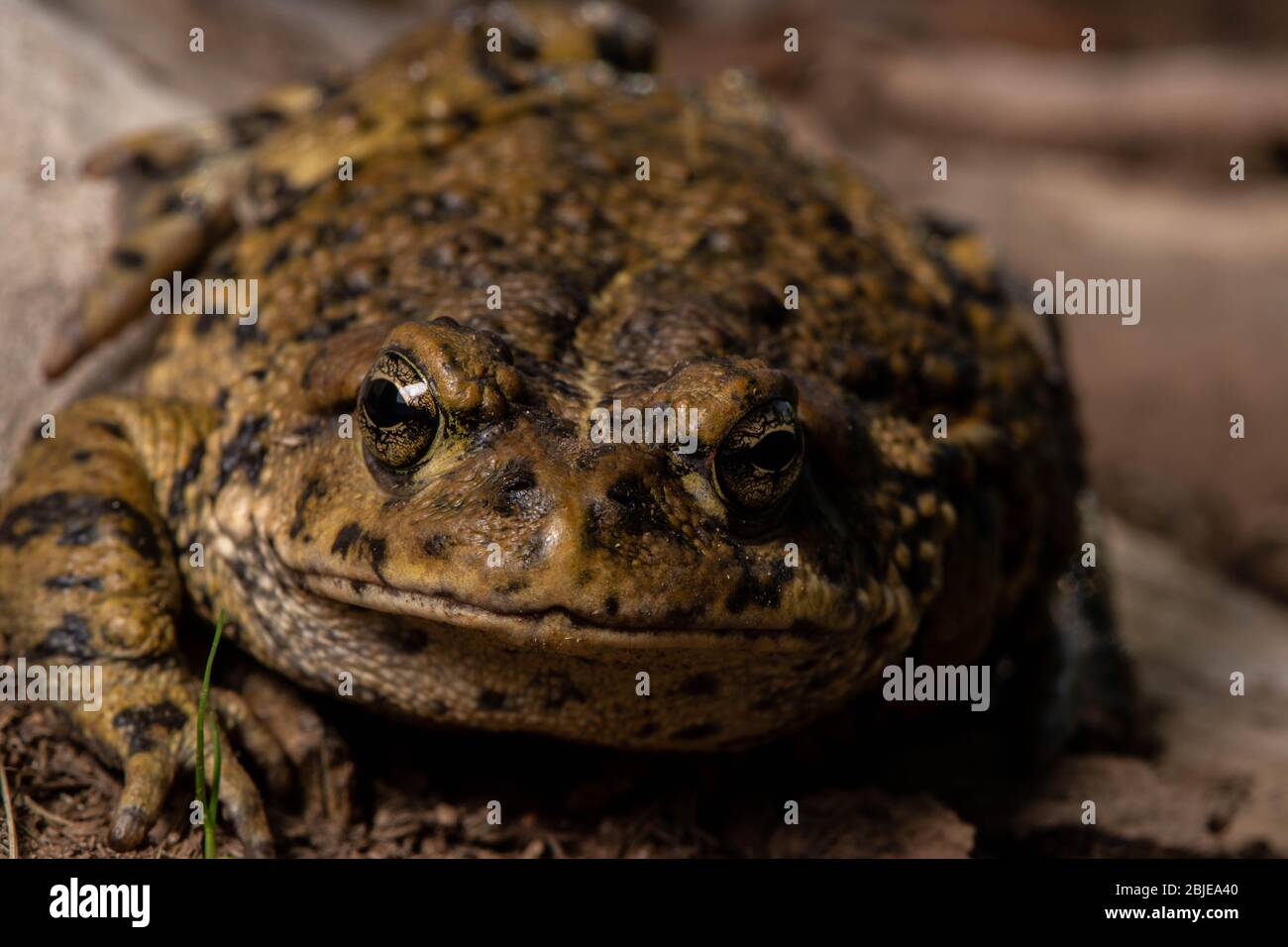 California Toad (Anaxyrus boreas halophilus) dalla Contea di Sacramento, California, Stati Uniti. Foto Stock