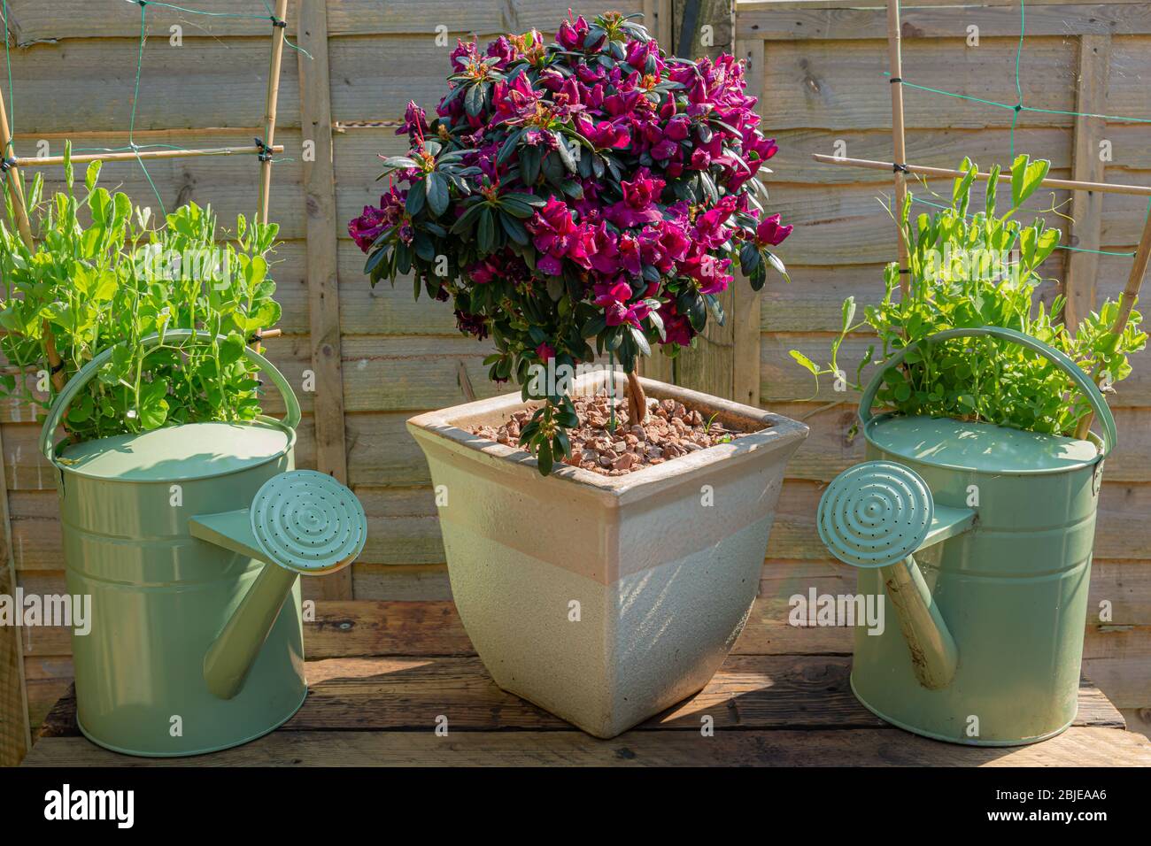 Fiori in giardino dall'inverno all'estate Foto Stock