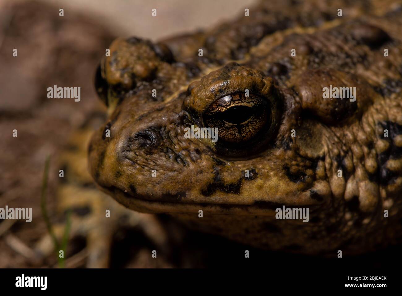 California Toad (Anaxyrus boreas halophilus) dalla Contea di Sacramento, California, Stati Uniti. Foto Stock