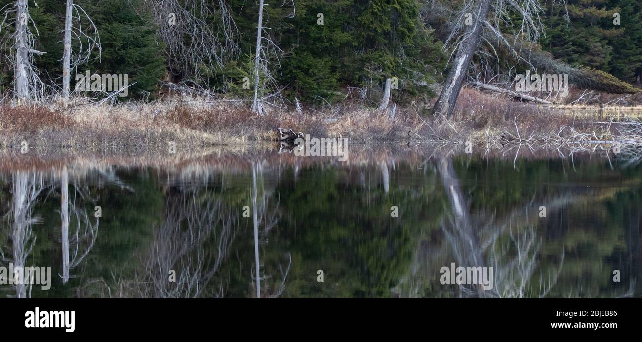 Riflessi di alberi morti e viventi in uno stagno ancora in primavera Foto Stock