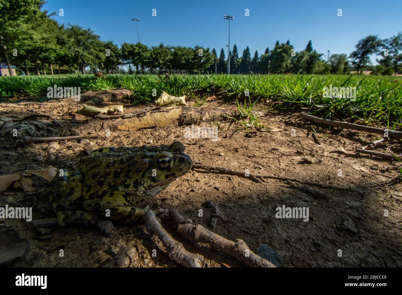 California Toad (Anaxyrus boreas halophilus) dalla Contea di Sacramento, California, Stati Uniti. Foto Stock