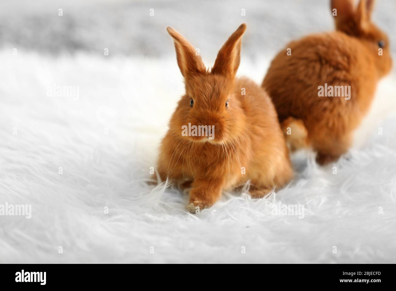 Simpatici conigli divertenti su morbidi plaid a casa Foto stock - Alamy