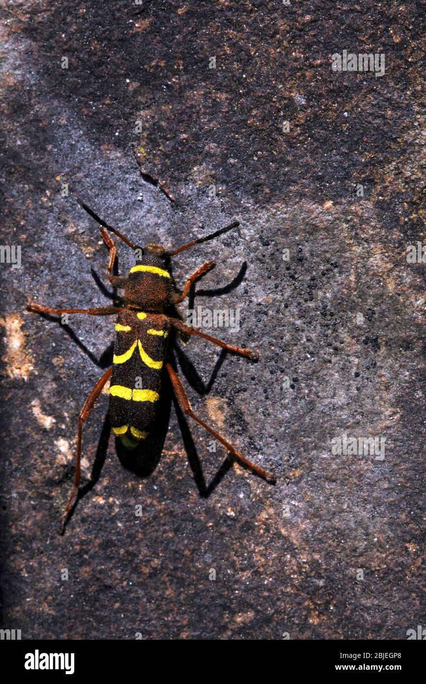 WASP Beetle, Clytus arietis. Una specie di scarabeo longhorn nel genere Clytus. Foto Stock