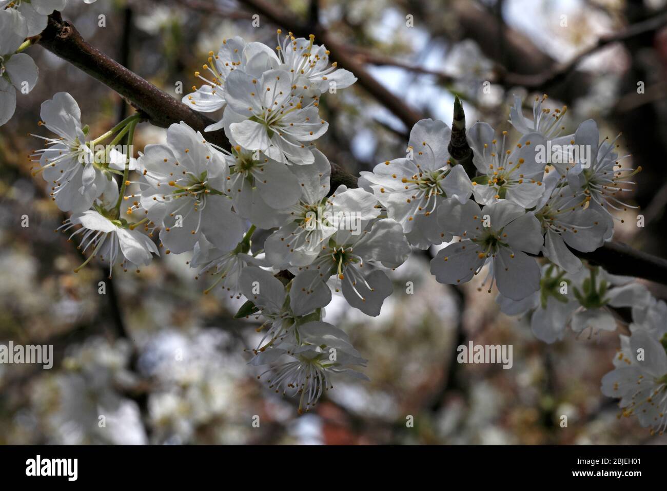Fiore di susina 'Victoria'. Molla. Prunus domestica. Foto Stock