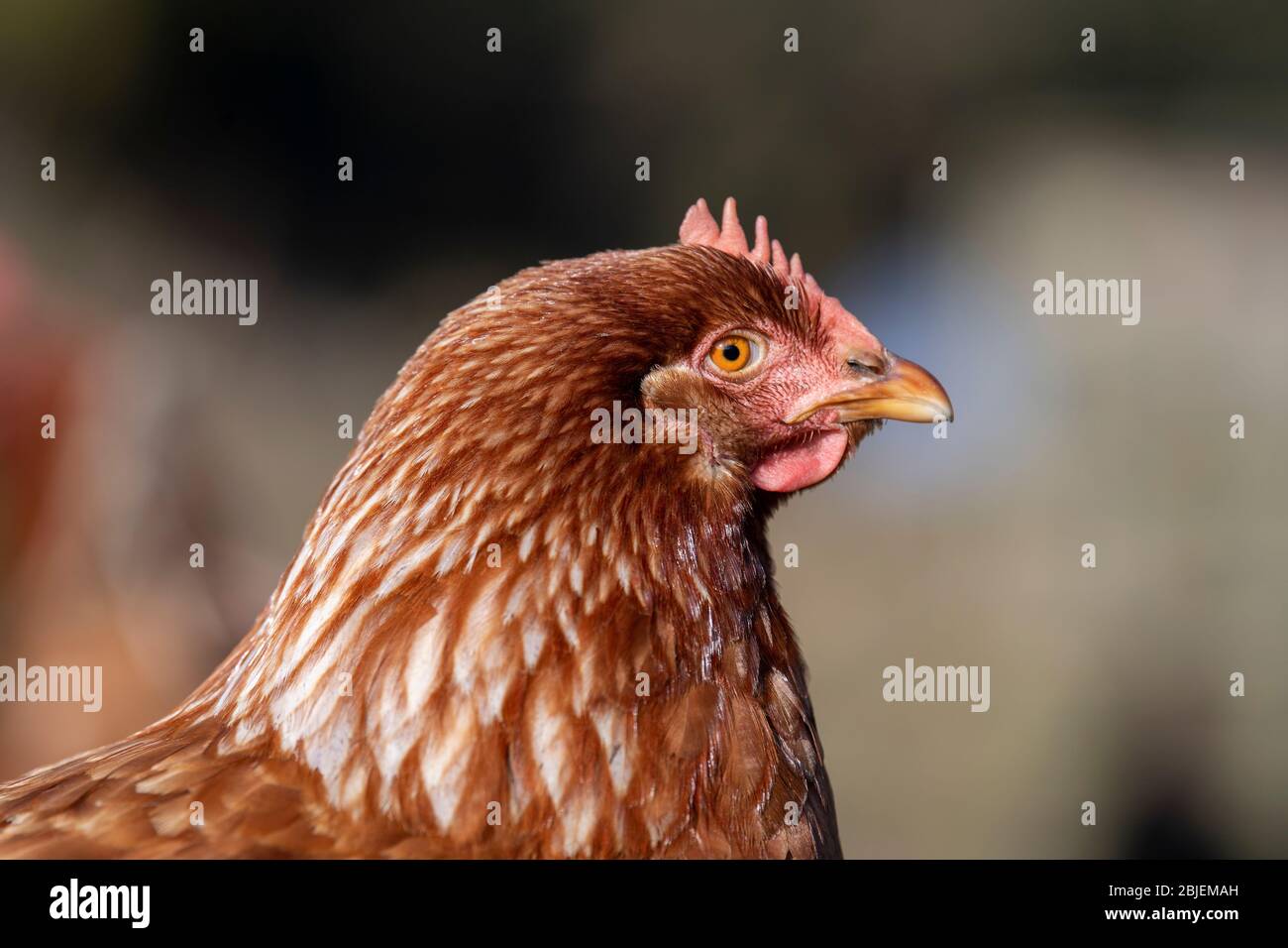 Galline di gamma libera in campo alla ricerca di cibo. North Yorkshire, Regno Unito. Foto Stock