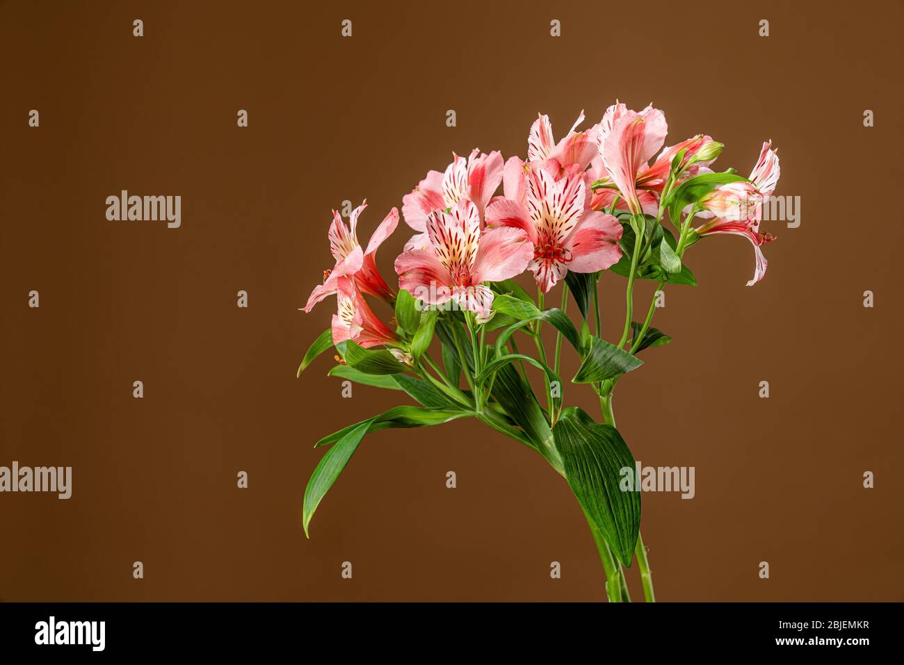 Fiori di astroemeria rosa isolato su sfondo marrone Foto Stock