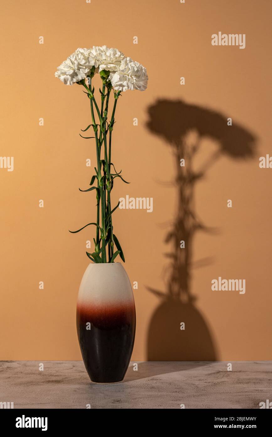 Fiori bianchi di garofano in vaso isolato con ombra su sfondo avorio. Profondità di campo bassa Foto Stock
