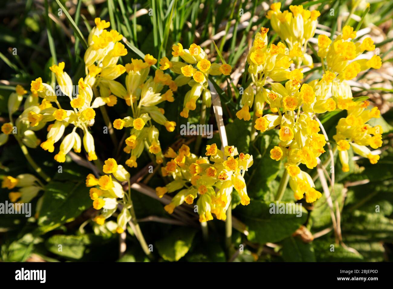 Fiore di vigliacchette nel Watergate Park di Gateshead, Inghilterra. La pianta è anche conosciuta come Primula veris o la caccata comune. Foto Stock