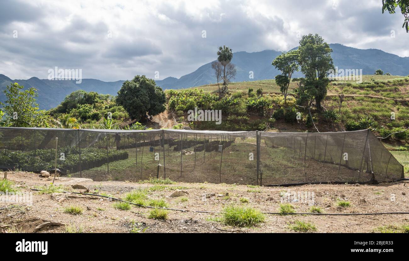 immagine drammatica di ombra serra in una fattoria alta nelle montagne caraibiche della repubblica dominicana. Foto Stock