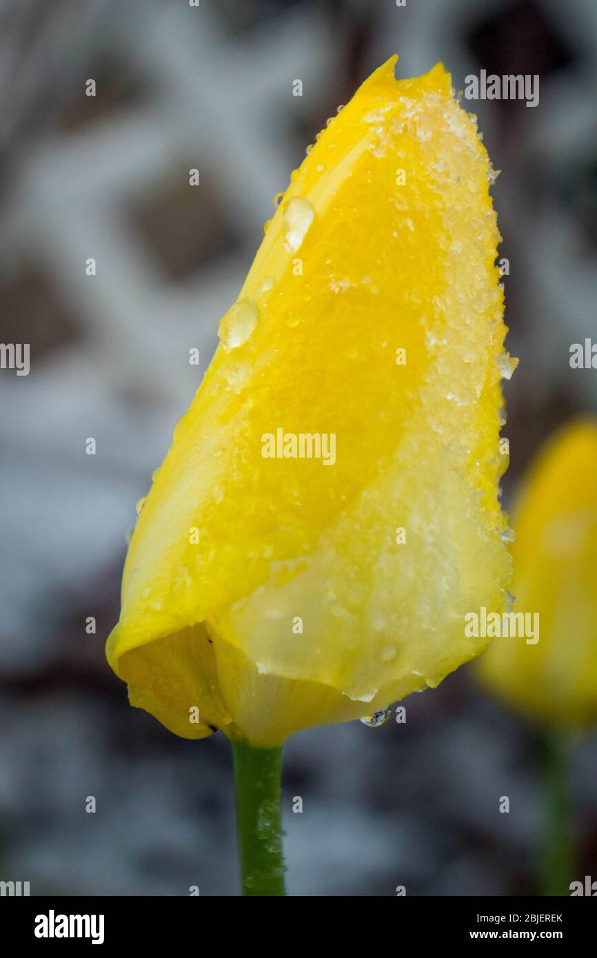 la tempesta di neve in può congelare tutti i nostri fiori e piante nel  giardino Foto stock - Alamy