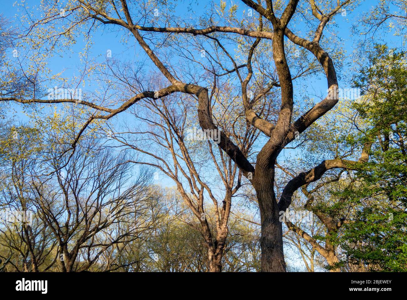 Parco con alberi primaverili in erba e cielo blu Foto Stock