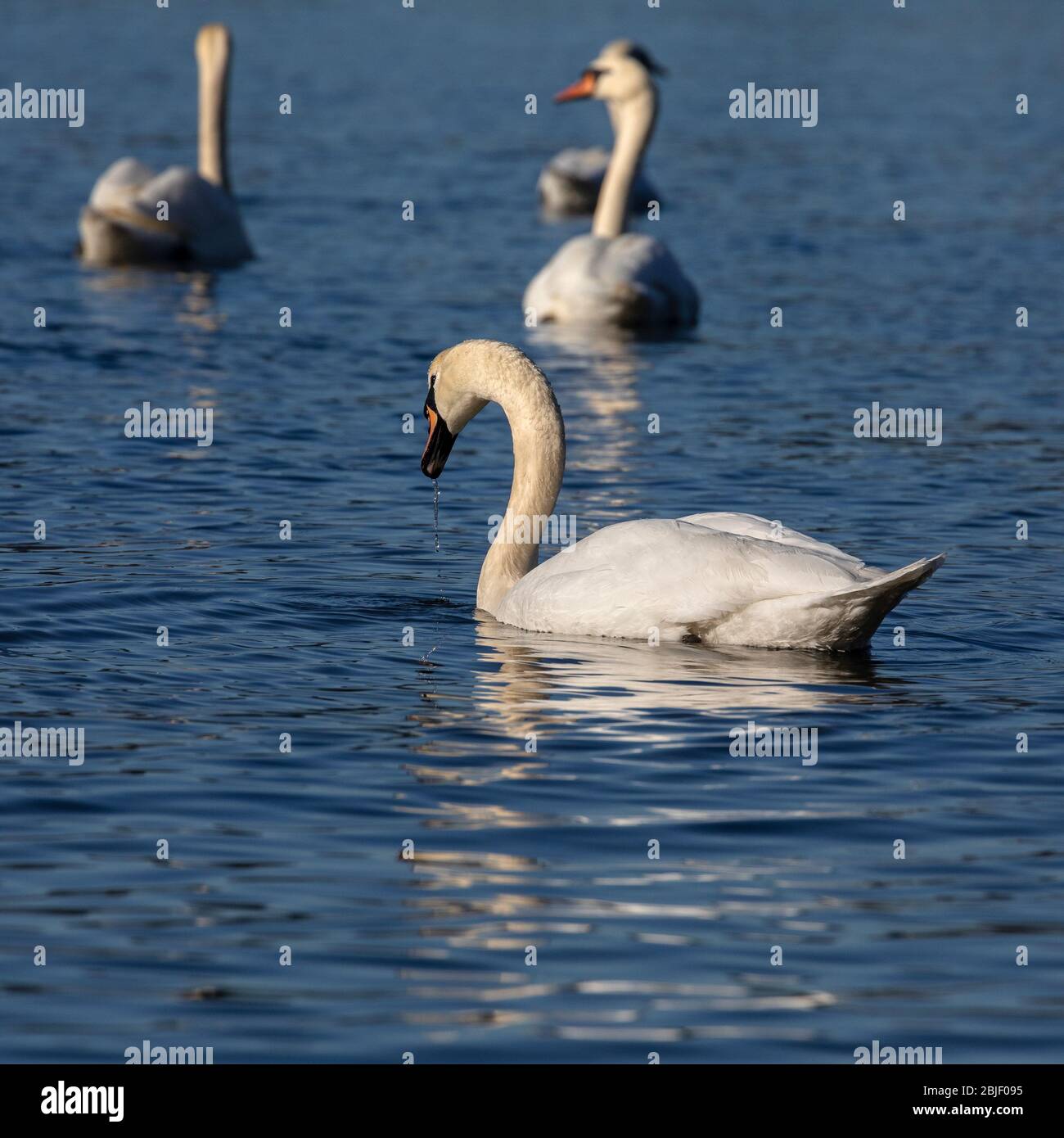 Mute Swans al Lago di Nordaasvannet. Inizio primavera. Bergen, Norvegia Foto Stock