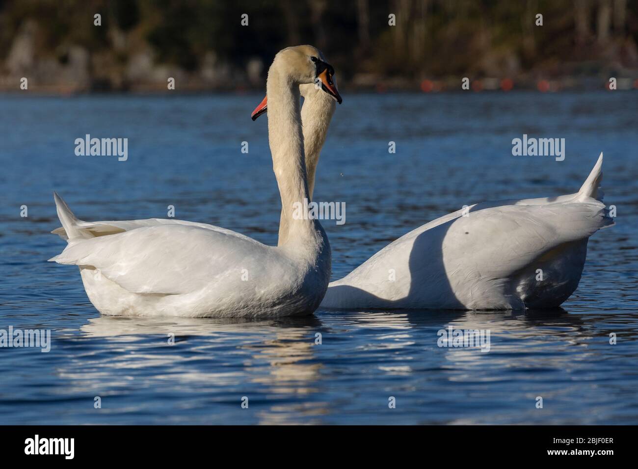 Mute Swans al Lago di Nordaasvannet. Inizio primavera. Bergen, Norvegia Foto Stock