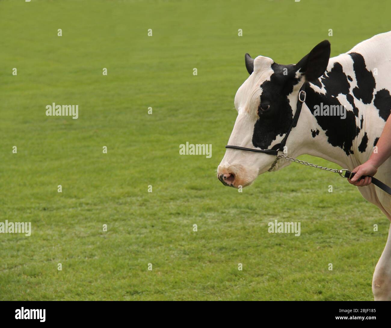 Un allevamento di mucche da latte Holstein campione con un imbracatura. Foto Stock