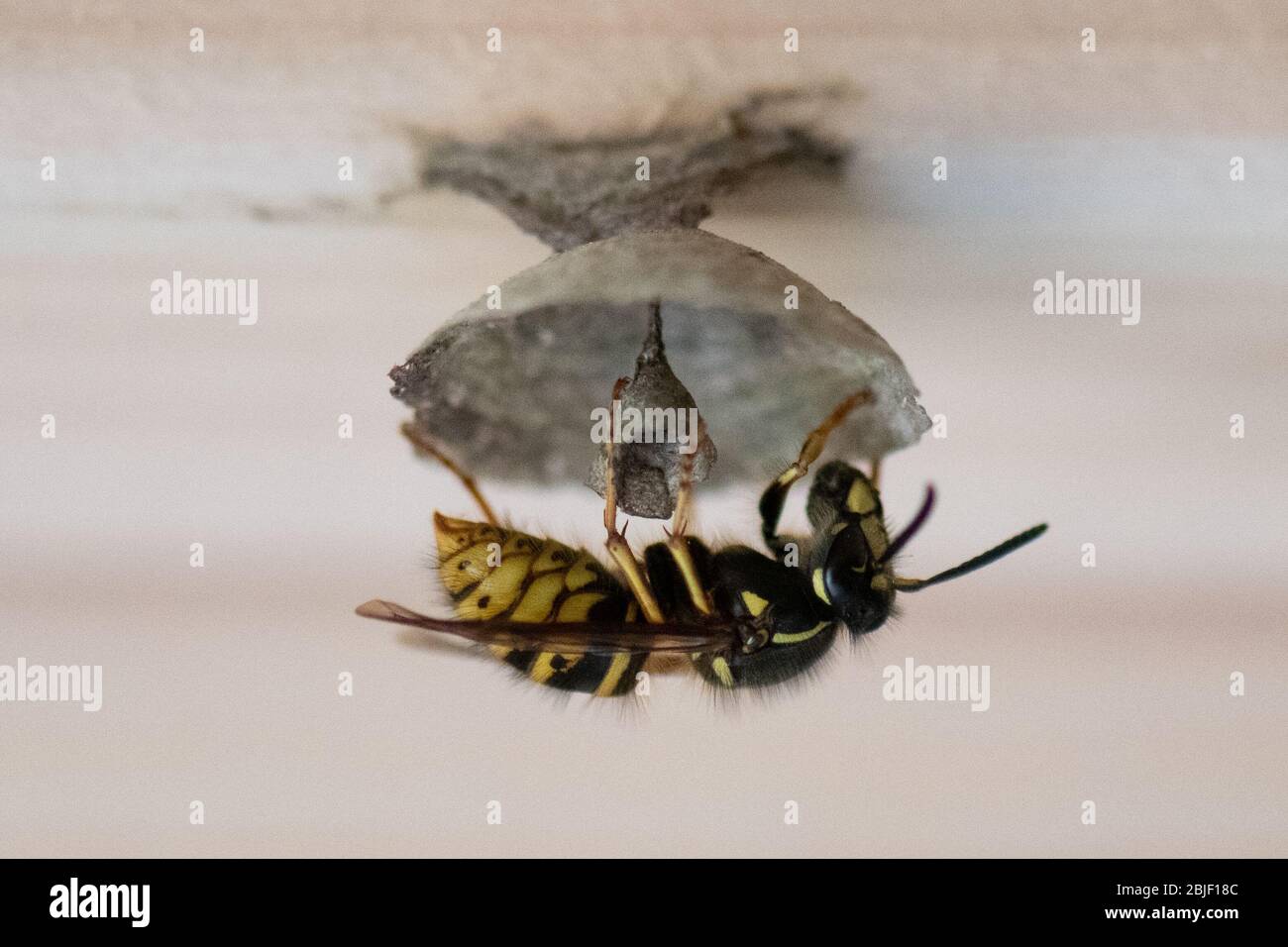 La regina wasp nelle fasi iniziali di costruzione di un nido in un capannone del giardino - Regno Unito Foto Stock