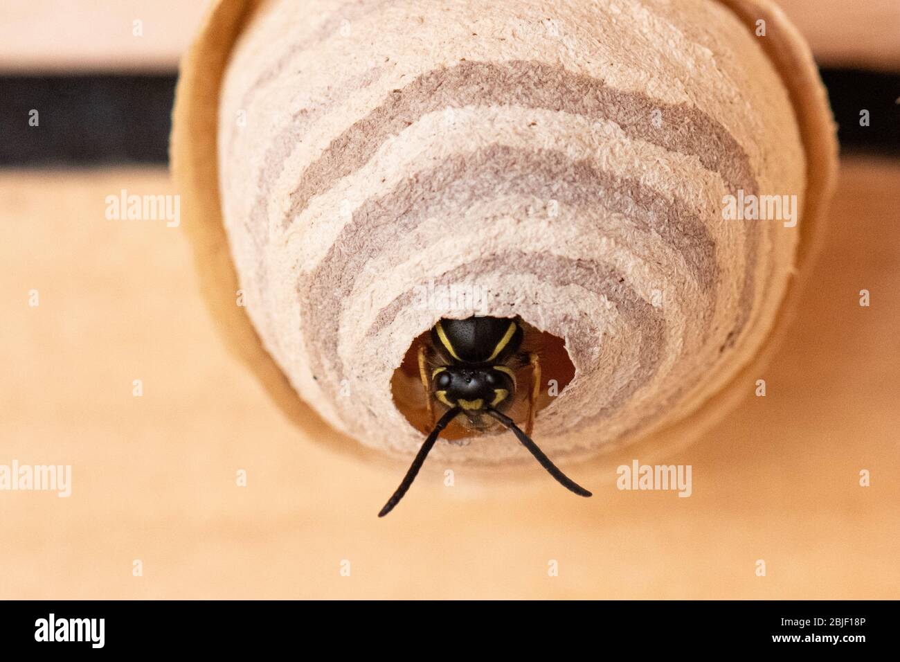 Nest. WASP. Queen Wasp edificio un nido attaccato all'interno di un giardino capannone tetto - Regno Unito Foto Stock